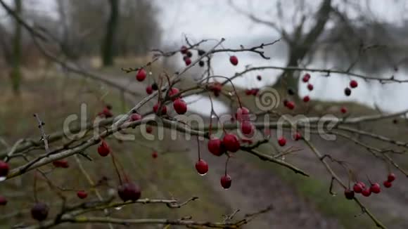 秋天的一天山楂浆果在树枝上山楂红色浆果自然背景特写视频的预览图