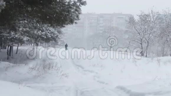在白雪覆盖的树木覆盖的冬日树林中飘落的雪视频的预览图