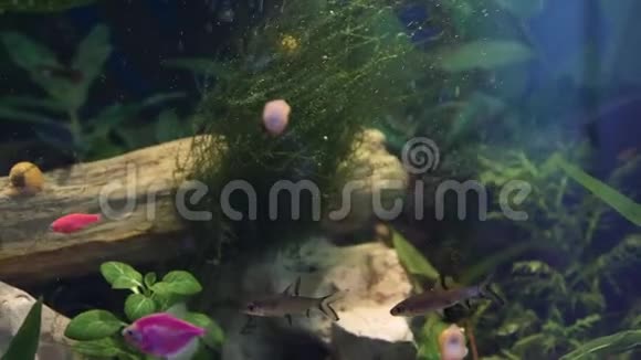 礁鱼在其中平静地游动视频的预览图