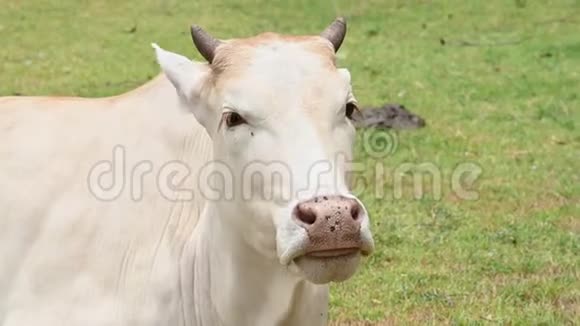 白牛在草地草地上放松放着一群牛动物和哺乳动物农业和自然野生动物的概念泰国视频的预览图