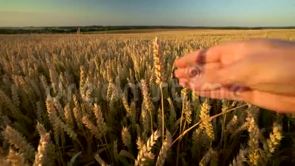 在阳光明媚的秋日人们用手摸着金黄色成熟小麦的小穗有机黑麦穗摇摆视频的预览图