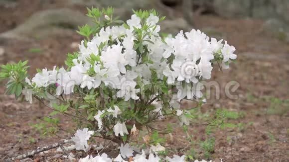 白紫杜鹃花为杜鹃花视频的预览图