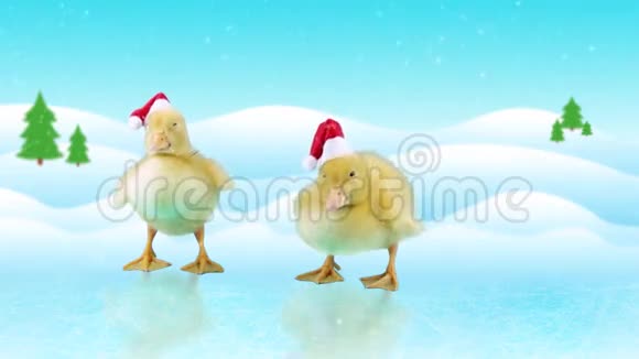 戴着圣诞帽的新生小鸭子站在冰上视频的预览图