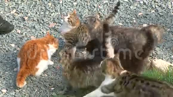 猫群要食物视频的预览图