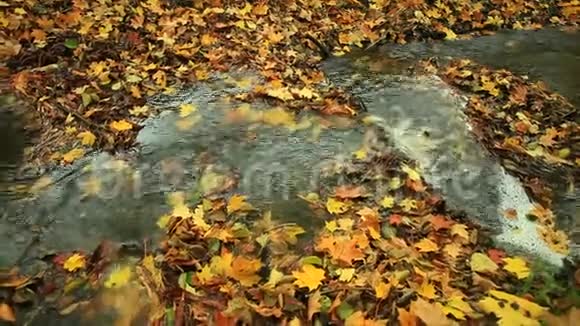 秋天森林里的小溪全高清机动滑块1080p视频的预览图