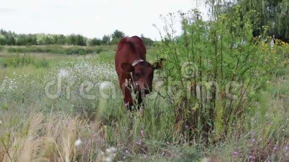 在夏日的草地上红牛被拴在一条链上吃草视频的预览图