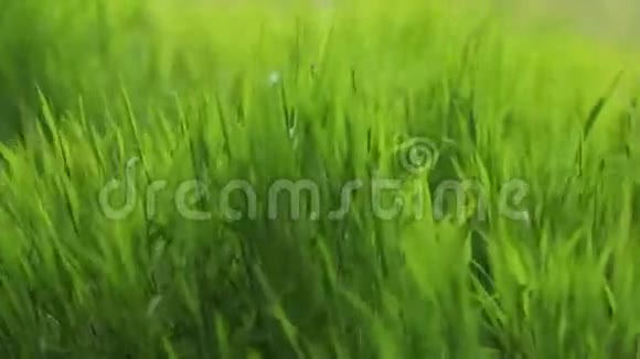 绿草在大风中摇曳周围没有人外拍摄景观夏日的气氛自然力量视频的预览图