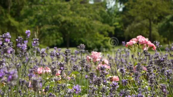 玫瑰和薰衣草在一个浪漫的植物园视频的预览图