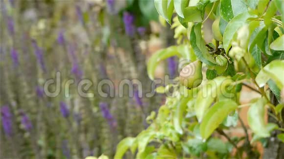 石板梨一个古老的植物园里的水果视频的预览图