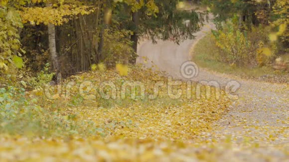 树叶落在路上的慢动作视频的预览图