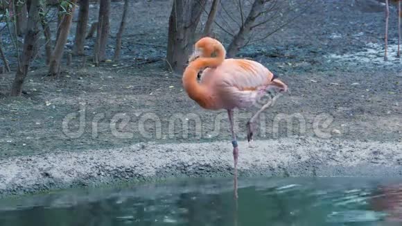 火烈鸟清洗羽毛和饮料单腿站在水里视频的预览图