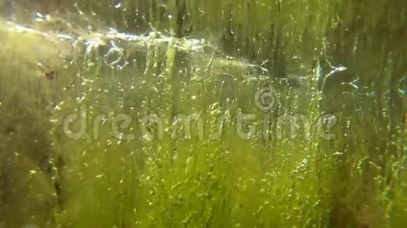 利马浅深绿藻浒苔提利格尔斯基河口视频的预览图