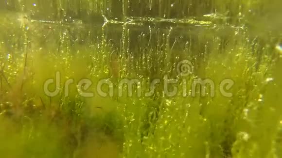 利马浅深绿藻浒苔敖德萨地区提利格尔斯基河口视频的预览图