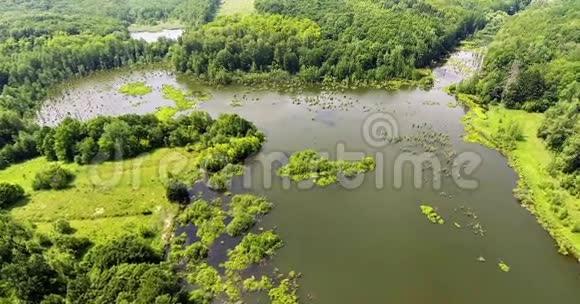 夏季乡村的鸟瞰图飞越一片绿色的田野一条安静的河流和美丽的绿色森林视频的预览图