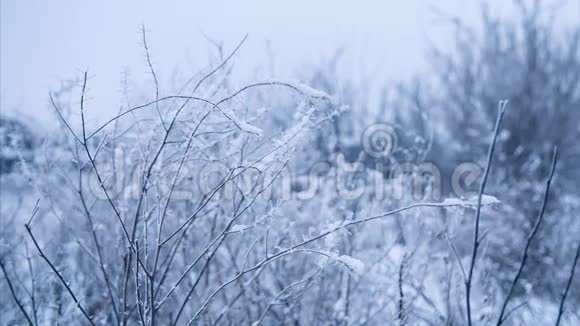 冬天天气平静灌木丛被雪覆盖无缝环路视频的预览图