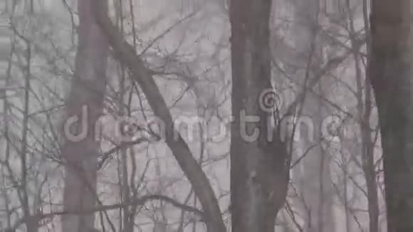 冬季森林中的暴风雪视频的预览图