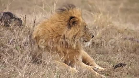狮子躺在萨凡纳视频的预览图