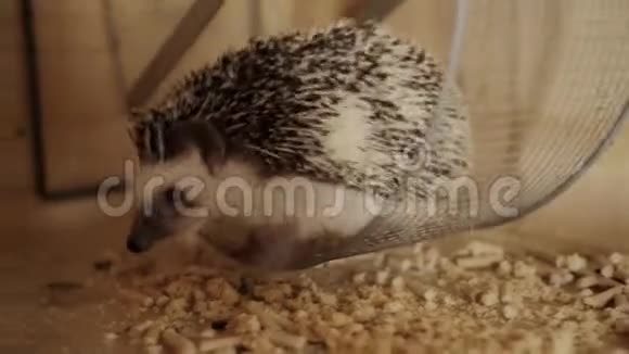 小宠物刺猬爬在木笼地板上视频的预览图