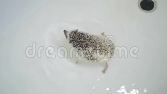 可爱的宠物驯养刺猬在白色浴缸里游泳视频的预览图