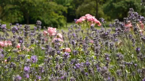浪漫植物园的薰衣草和玫瑰视频的预览图