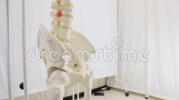 人类脊椎骨的复制品视频的预览图