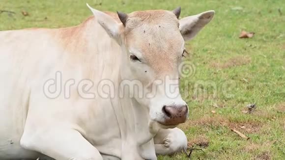 白牛在草地草地上放松放着一群牛动物和哺乳动物农业和自然野生动物的概念泰国视频的预览图