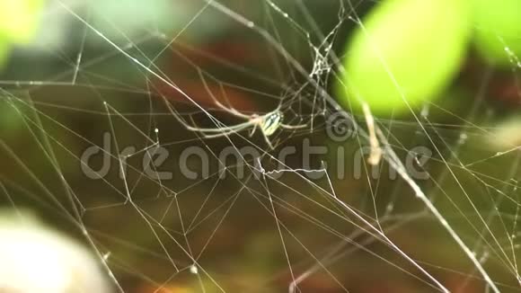 安提瓜加勒比昆虫网络视频的预览图