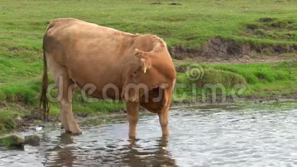 英国达特莫尔德文郡的牛视频的预览图