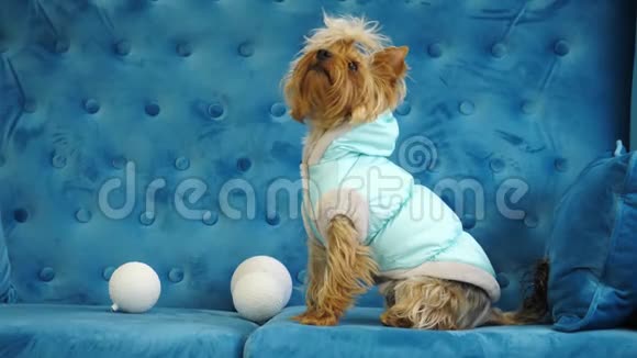 可爱的狗约克郡猎犬坐在蓝色沙发上抬头看视频的预览图