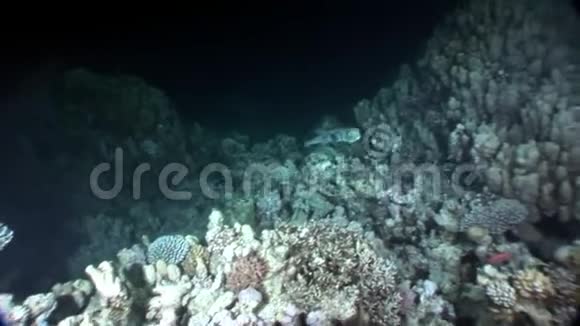 二碘鱼刺猬豪猪鱼水下红海视频的预览图