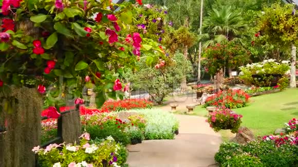 泰国清莱道东麻花銮花园花卉视频的预览图