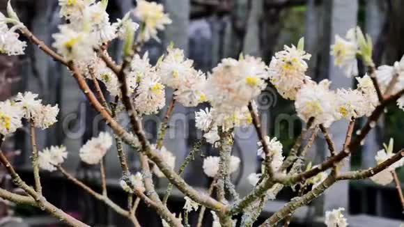 日本树开始开花日本守护神视频的预览图
