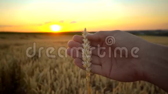 在阳光明媚的秋日人们用手摸着金黄色成熟小麦的小穗有机黑麦摇摆视频的预览图