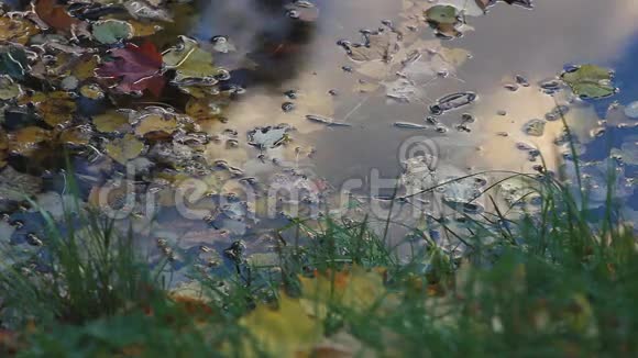 秋天水中多色叶的森林池塘视频的预览图