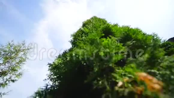 天空背景上的白色雪松西夏枝视频的预览图