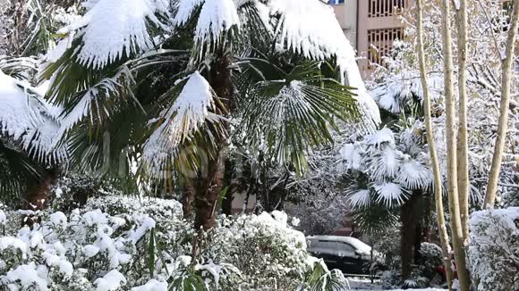 棕榈树被雪覆盖视频的预览图