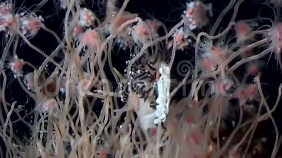 白海水下疣状疣状状状水视频的预览图
