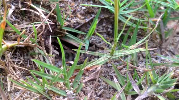 蚁巢在自然环境中有选择地聚焦在绿草上在蚂蚁上分散注意力视频的预览图