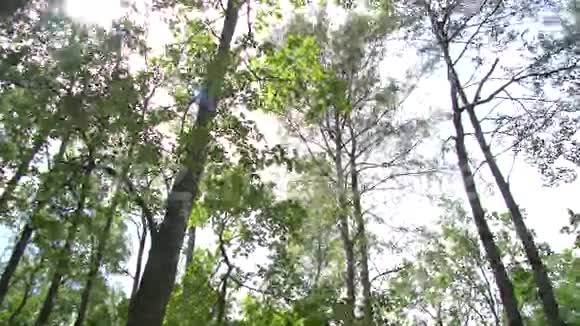 森林中的巨石阵视频的预览图