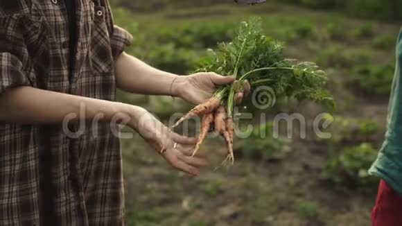 女人手里拿着一堆新鲜的有机胡萝卜蔬菜视频的预览图