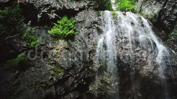 森林中央的瀑布视频的预览图