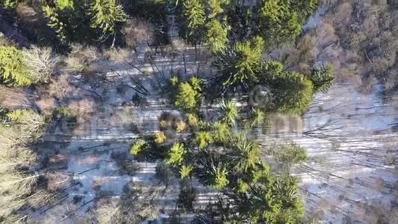 冬季森林中裸露的桦树和绿杉树空中视频的预览图