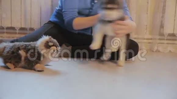 小狗西伯利亚哈士奇和女孩在地板上玩耍视频的预览图