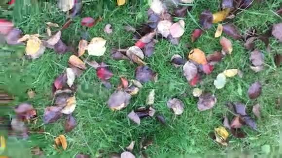 用落叶在草地上旋转视频的预览图