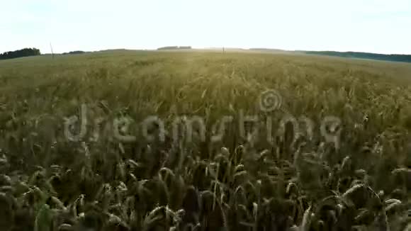 飞越农业飞过麦田视频的预览图
