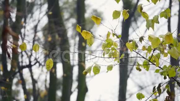 自然背景美丽的太阳透过风吹树黄的叶子与太阳模糊的抽象波克视频的预览图