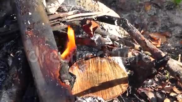 营火在秋林倾斜视频的预览图