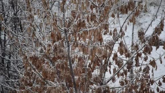 雪落在盒子里的大树枝上带着萨马拉斯视频的预览图