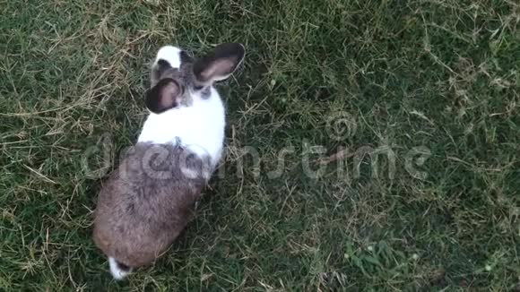 兔子在绿草的背景下玩耍视频的预览图