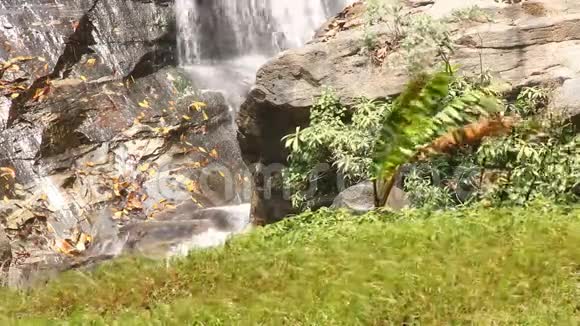 在Vachiratarn瀑布的阳光下活动的叶子泰国清迈山视频的预览图